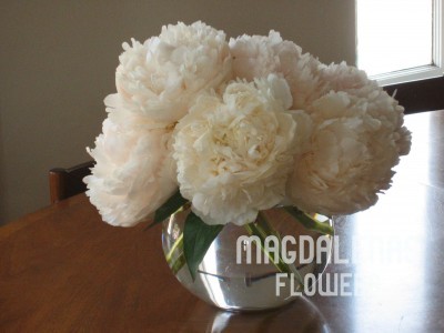 "bowl of cream" peonies from new zealand